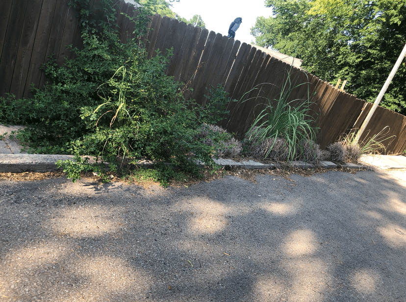 Gutter Clean Ups